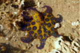 The Blue-Ringed Octopus: Tiny but Deadly