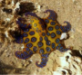 The Blue-Ringed Octopus: Tiny but Deadly