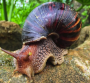 Florida Man Releases Snail Plague