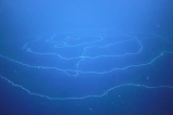 The Giant Siphonophore Claims “Longest Animal” Title