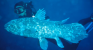 The Ocean’s Living Fossil: How the Coelacanth Successfully Cheated Death