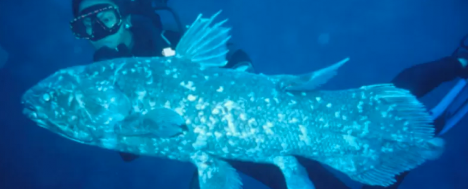 The Ocean’s Living Fossil: How the Coelacanth Successfully Cheated Death