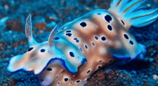 Nudibranchs: The Stinger Stealing Sea Slugs