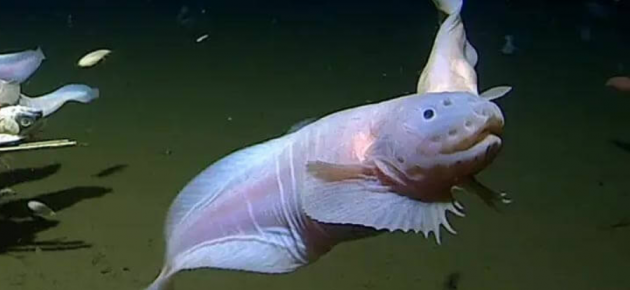 Snailfish:  Cuties of the Deep