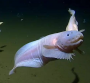 Snailfish:  Cuties of the Deep